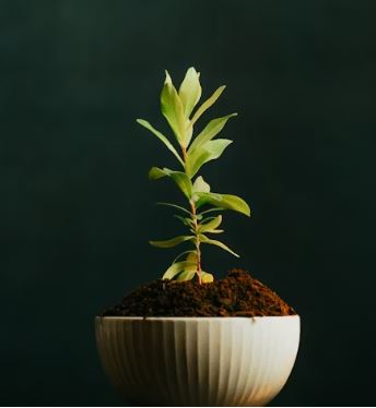Growing flower